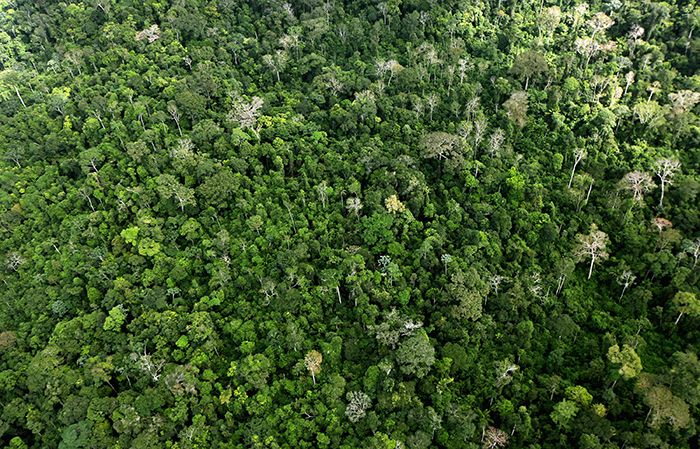 Misinformation & Conservation: The Amazon fires